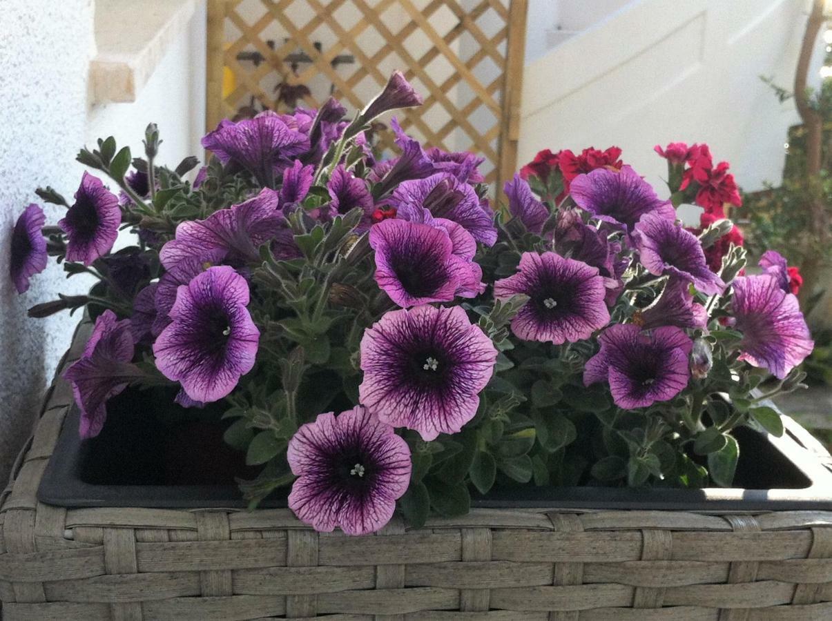 B&B Viadelmare 파투 외부 사진